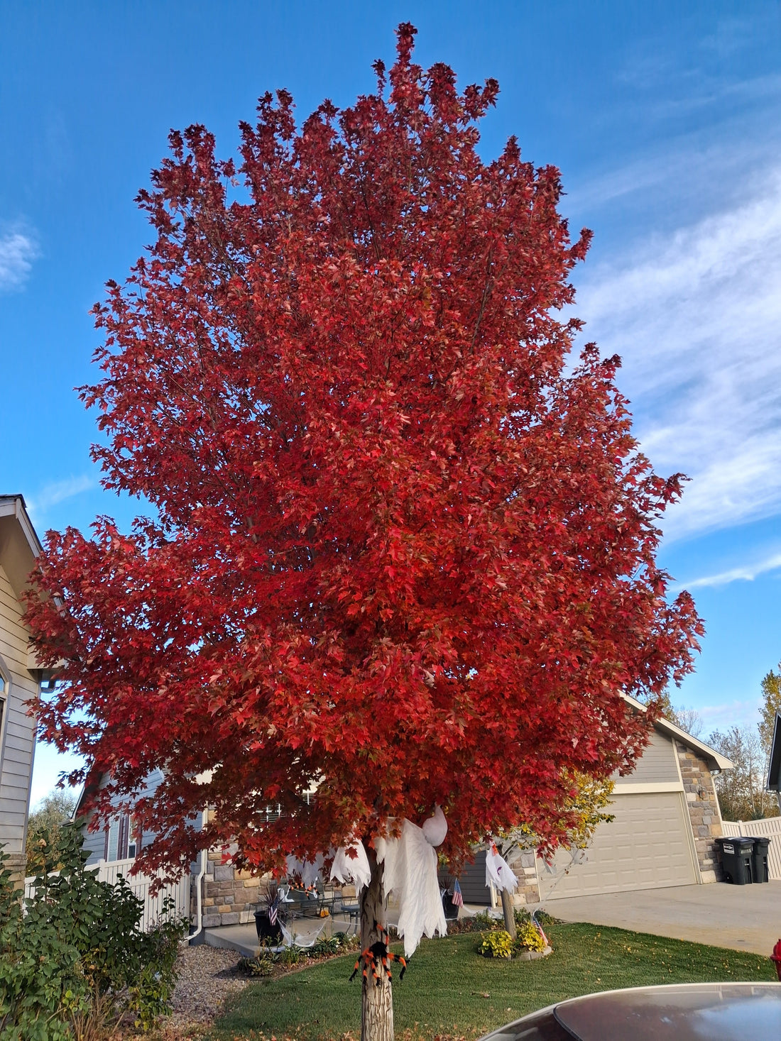 Meet Bob. The Autumn Blaze Maple