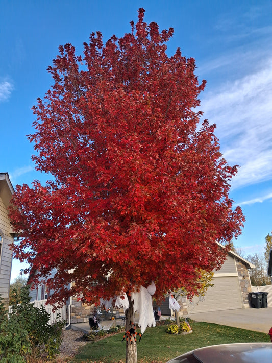 Meet Bob. The Autumn Blaze Maple